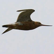 Bar-tailed Godwit