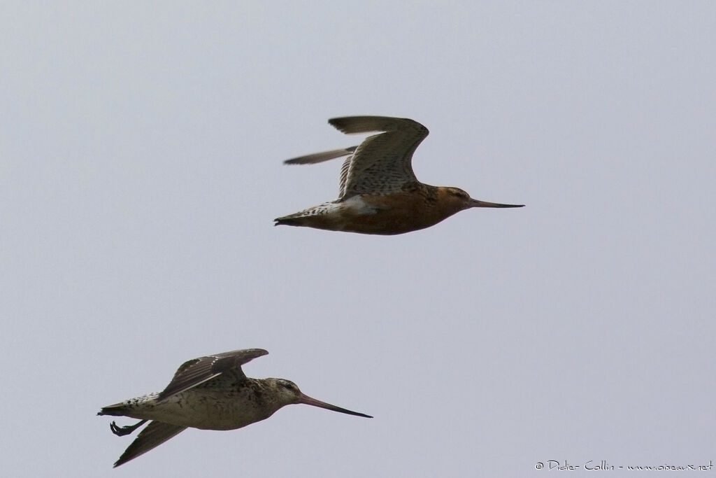 Bar-tailed Godwit