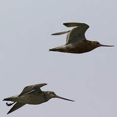 Bar-tailed Godwit