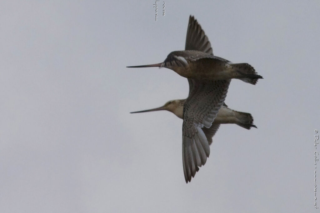 Bar-tailed Godwit, Flight