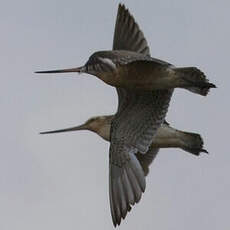 Bar-tailed Godwit