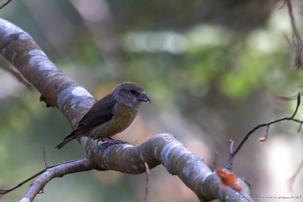 Red Crossbill female adult