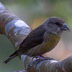 Red Crossbill