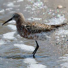 Curlew Sandpiper