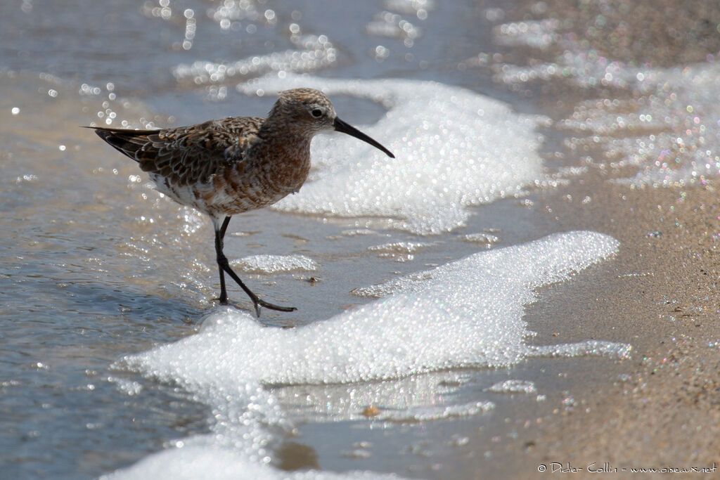 Curlew Sandpiperadult transition, identification