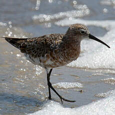 Curlew Sandpiper