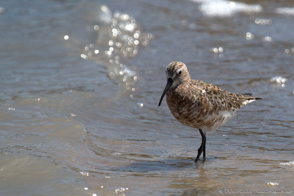 Curlew Sandpiperadult transition