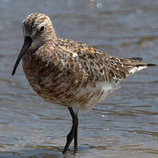 Curlew Sandpiper