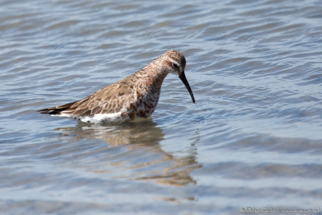 Curlew Sandpiperadult transition, fishing/hunting, Behaviour