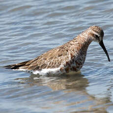 Curlew Sandpiper