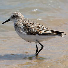 Little Stint