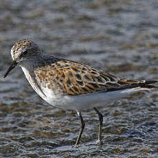 Little Stint