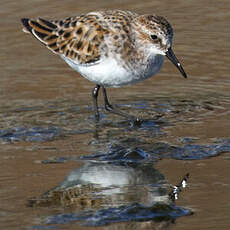 Little Stint