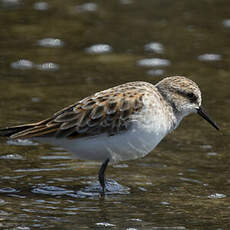 Little Stint