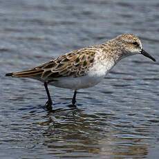 Little Stint