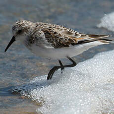 Little Stint