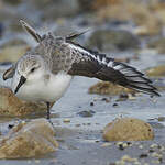 Bécasseau sanderling