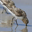 Bécasseau sanderling