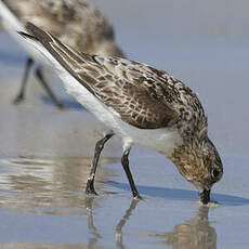 Bécasseau sanderling