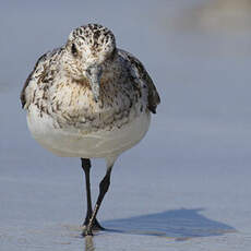 Bécasseau sanderling