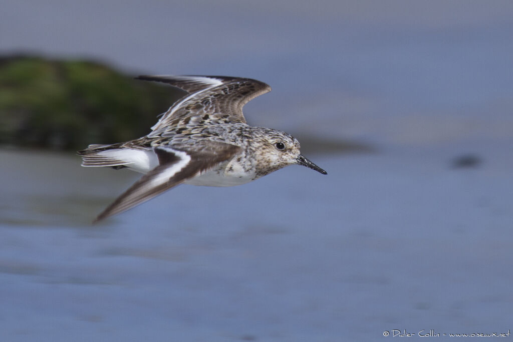 Sanderlingadult, Flight