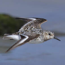 Bécasseau sanderling