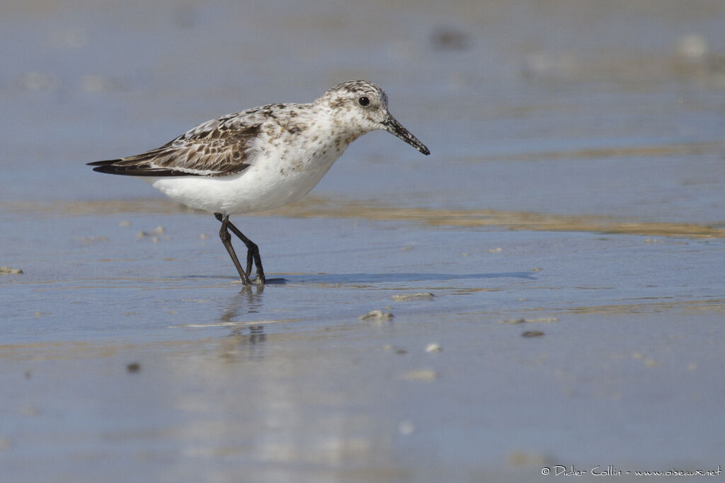 Bécasseau sanderlingadulte, identification