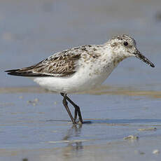 Bécasseau sanderling