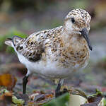 Bécasseau sanderling