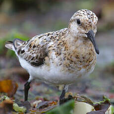 Sanderling