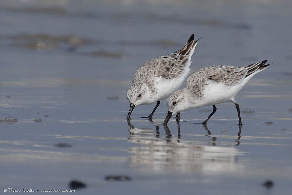 Bécasseau sanderling, mange