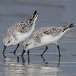 Bécasseau sanderling