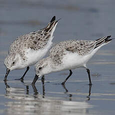 Sanderling