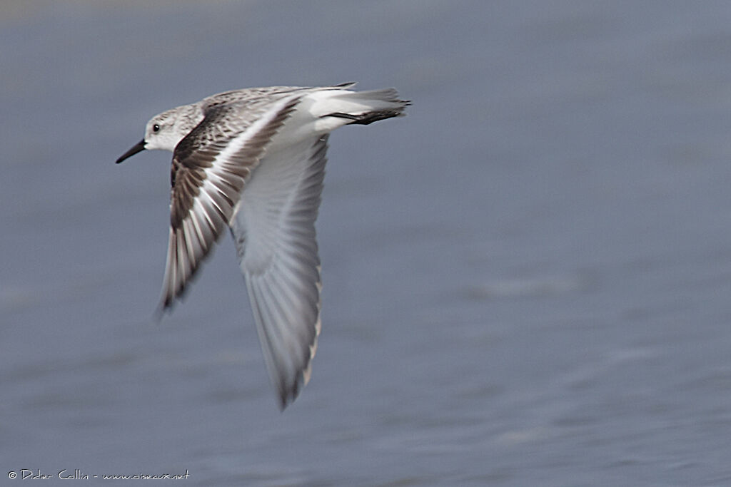 Bécasseau sanderling, Vol