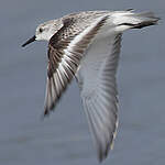 Bécasseau sanderling