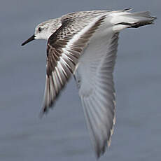 Bécasseau sanderling