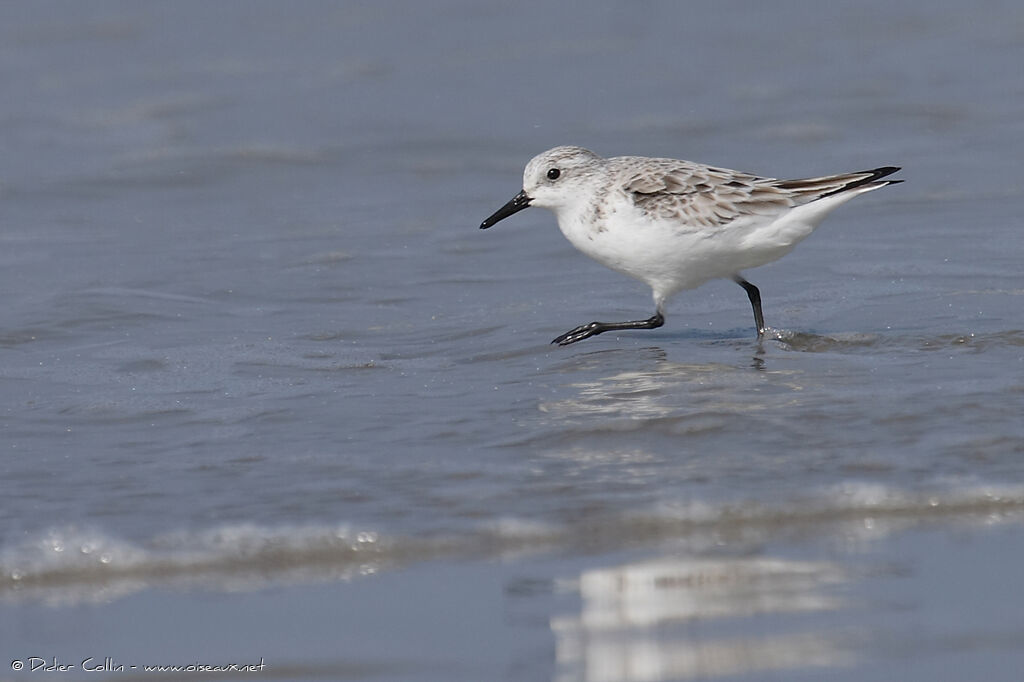 Sanderling, walking