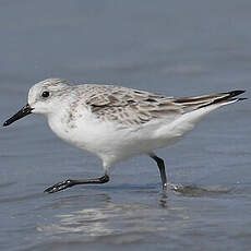 Bécasseau sanderling