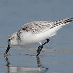 Bécasseau sanderling