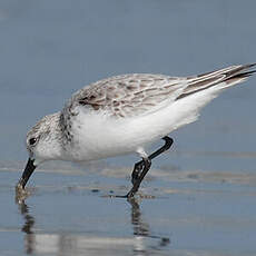 Sanderling