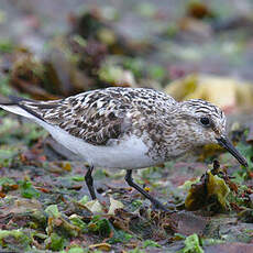 Sanderling