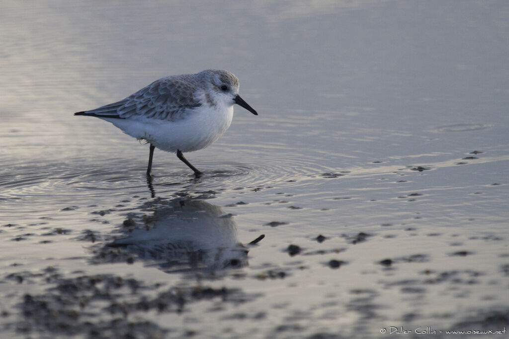 Sanderling, identification