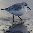 Bécasseau sanderling