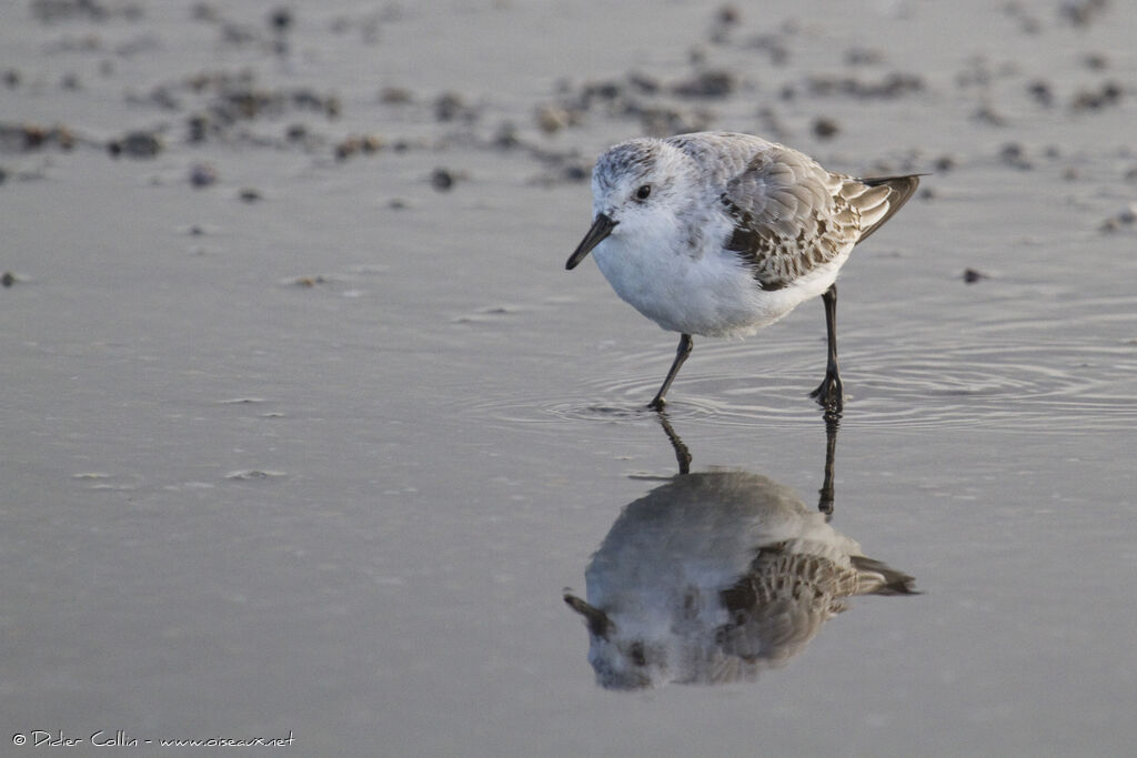 Bécasseau sanderling, identification