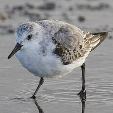 Sanderling