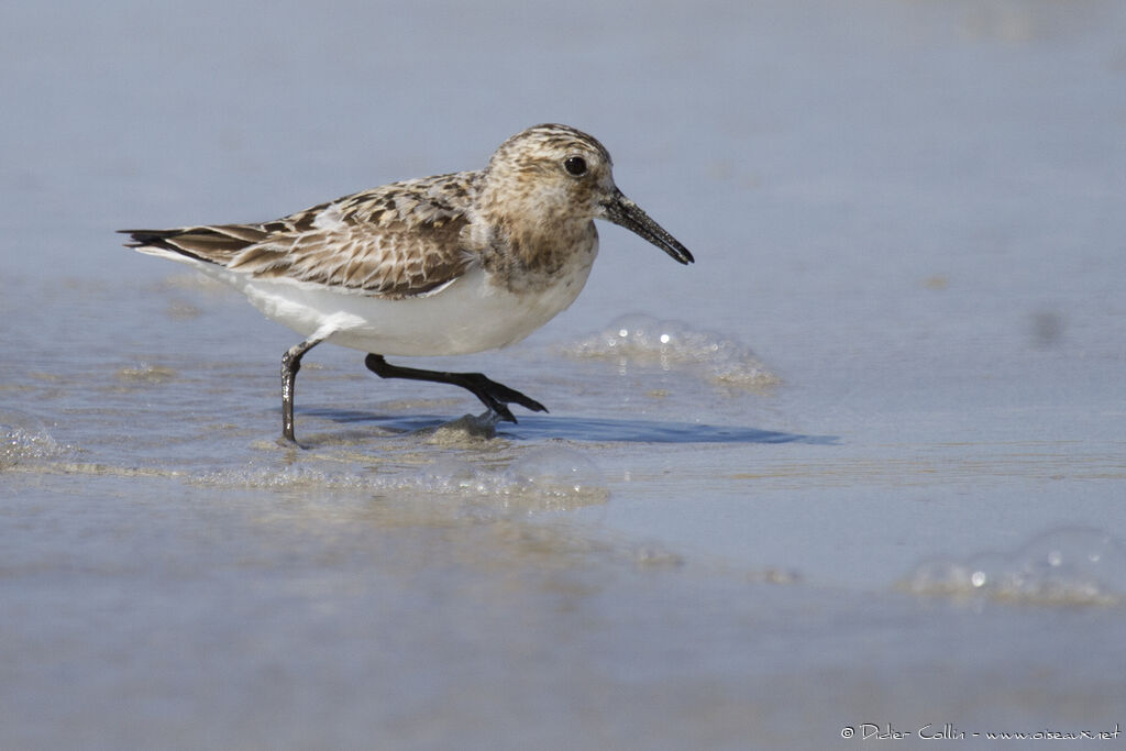 Sanderlingadult, identification, walking