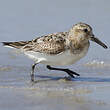 Bécasseau sanderling