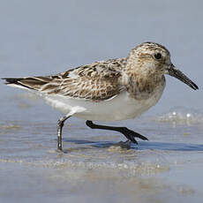 Bécasseau sanderling