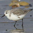 Bécasseau sanderling