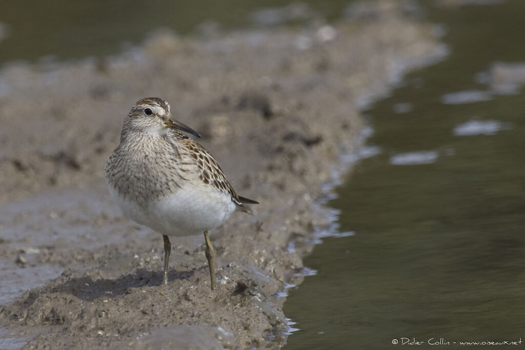 Pectoral Sandpiperjuvenile, identification